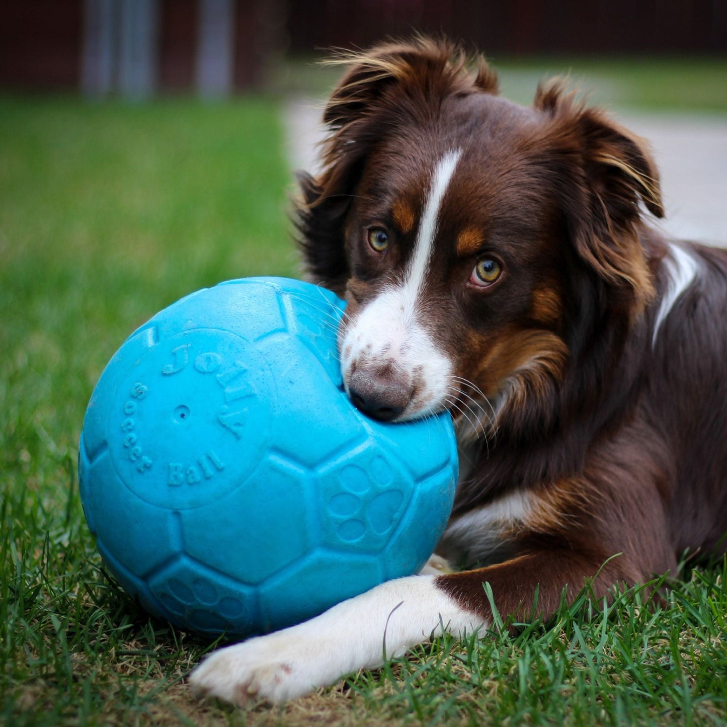 Kit Corpo & Mente per un Cane Felice The Pet Treasure Store