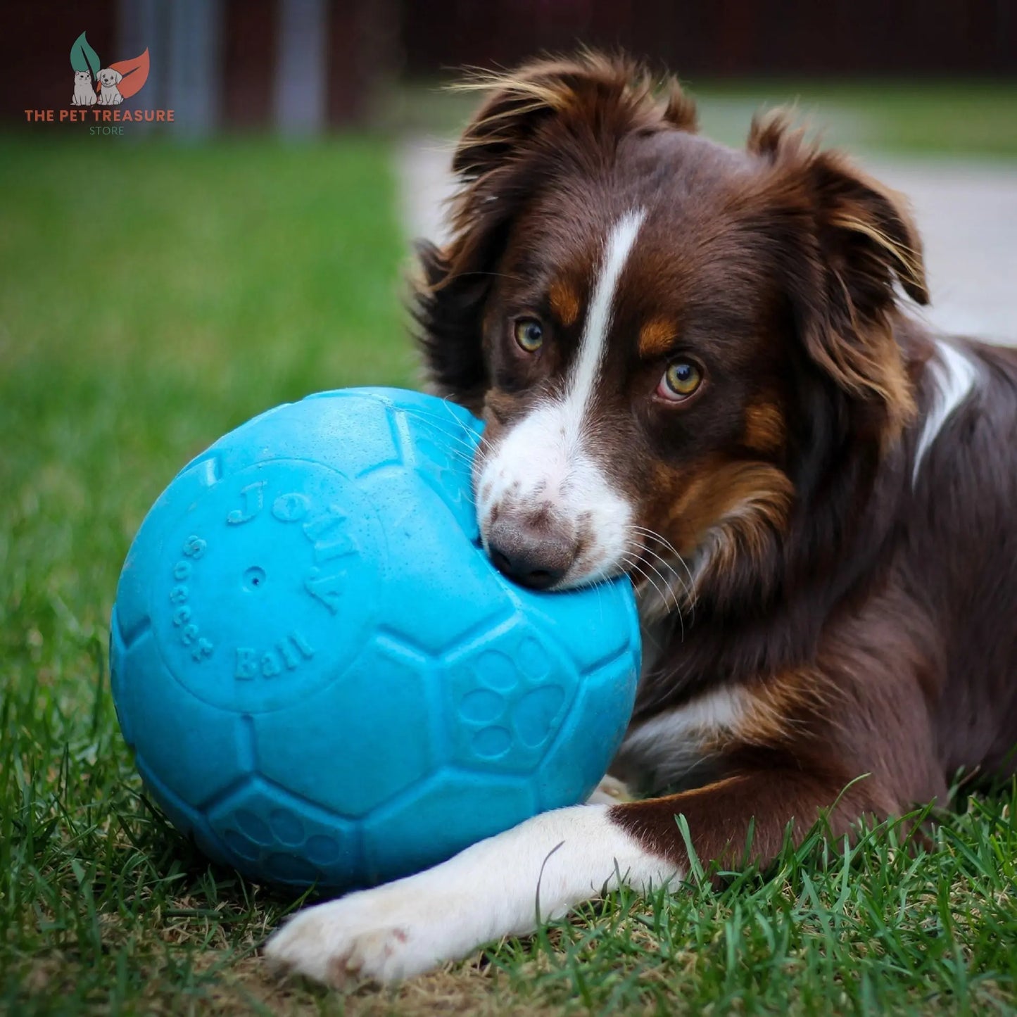 Kit Corpo & Mente per un Cane Felice The Pet Treasure Store
