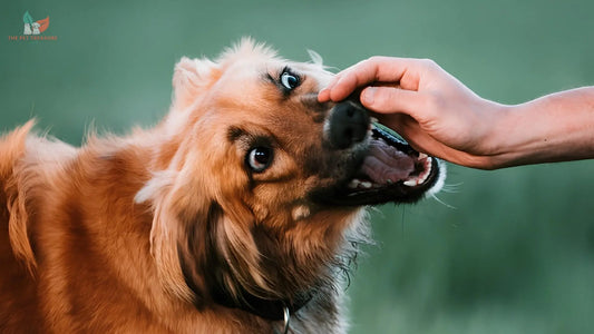 Cane che morde: cause, segnali e cosa fare