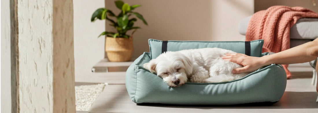 Guida 2026 al Cuscino per Cani di Qualità: Comfort, Tipologie e Scelta Perfetta The Pet Treasure Store