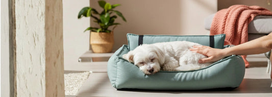 Guida 2026 al Cuscino per Cani di Qualità: Comfort, Tipologie e Scelta Perfetta The Pet Treasure Store