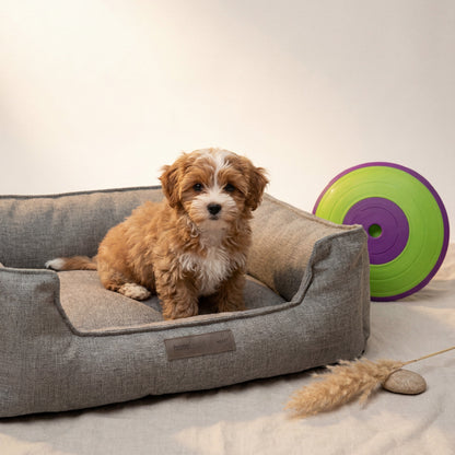 cuccia per cani e gioco interattivo