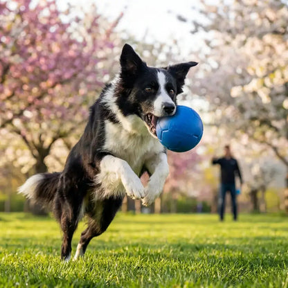 Kit Corpo & Mente per un Cane Felice The Pet Treasure Store