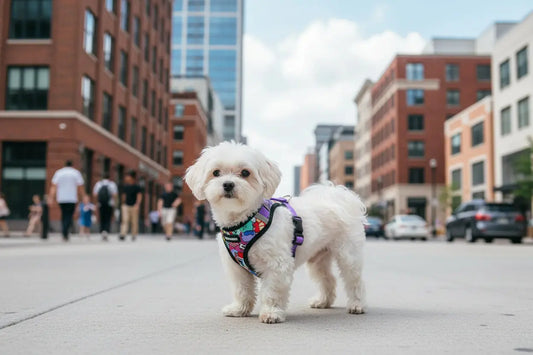 Pressure Free Harness – Travel